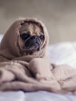dogs 6 - unsplash (1)