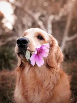 dogs 7 - unsplash (1)