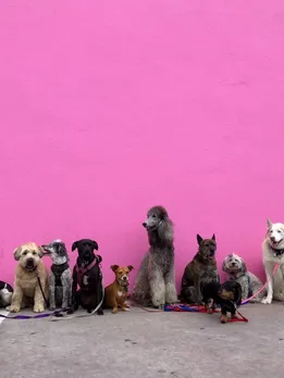 dogs - unsplash (1)