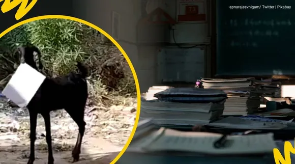 பஞ்சாயத்து ஆபிஸிலிருந்து பேப்பருடன் எஸ்கேப் ஆன ஆட்டினை விரட்டிய அதிகாரி… உண்மை என்ன?