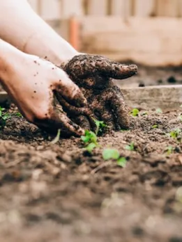 home garden - unsplash (1)