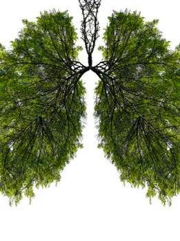 lungs 4 - unsplash (1)