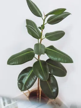 tall indoor plant - unsplash (1)