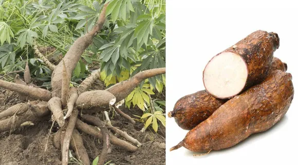 healthy food tips in tamil: maravalli kizhangu Benefits in tamil