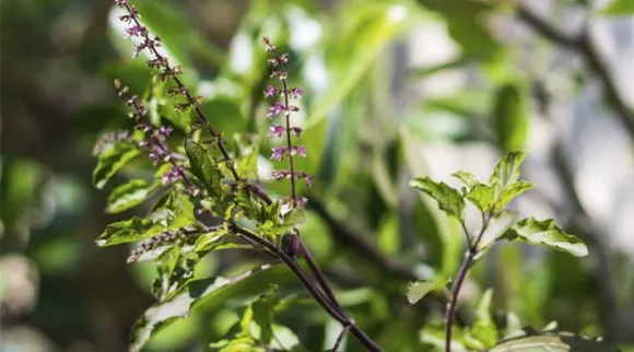Tulsi leaves for diabetes how to use basil to manage blood sugar levels Tamil News