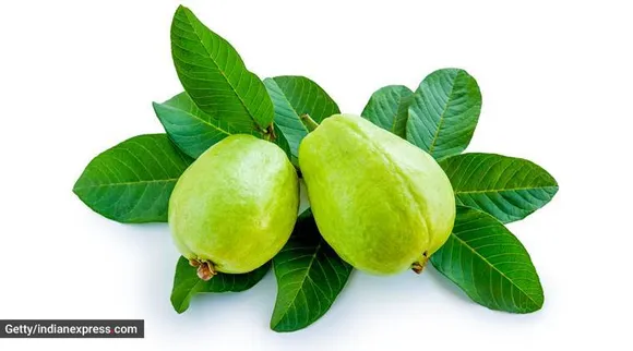 கொய்யா இலையை தண்ணீரில் கொதிக்க வைத்து… எடை குறைப்பு, நுரையீரல் பாதுகாப்புக்கு இதை ட்ரை பண்ணுங்க!