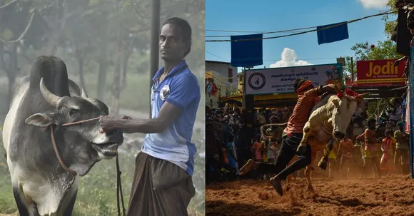 Alanganallur Jallikattu, Transwoman Sindhamani, Bull Raiser, Bull Owner, Madurai, Pongal 2022