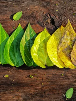 betel leaves - unsplash (2)