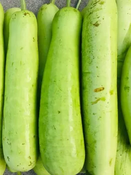 bottle gourd 1 - unsplash (1)