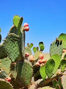 cactus fruit 5 - unsplash (2)