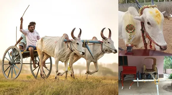 Rekla Race, Rekla race in coimbatore, Rekla pandhayam, ரேக்ளா பந்தயம், ரேக்ளா ரேஸ்