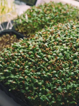 fenugreek 2 - unspalsh (1)
