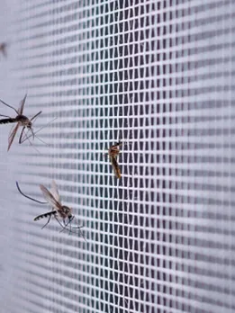 mosquitoe 2 - unsplash (1)
