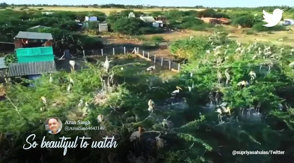 தமிழகத்தை நோக்கி படையெடுக்கும் வலசை பறவைகள்; வைரலாகும் சங்குவளை நாரை வைரல் வீடியோ