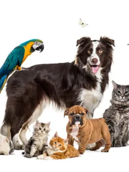 pets 4 - unsplash (1)