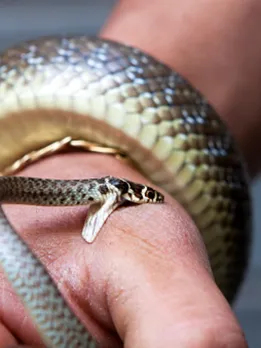 snake bite 2 - unsplash (1)