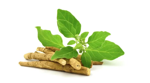 Benefits of Ashwagandha in tamil: research proven Benefits of Ashwagandha