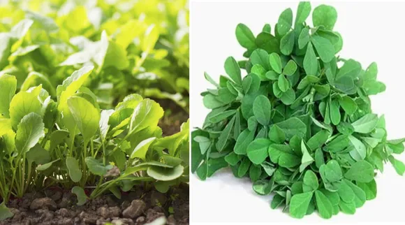 Tamil health tips: best vegetables to boost metabolism