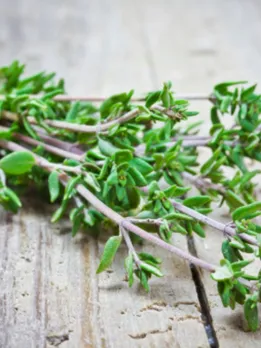 thyme - unsplash (1)