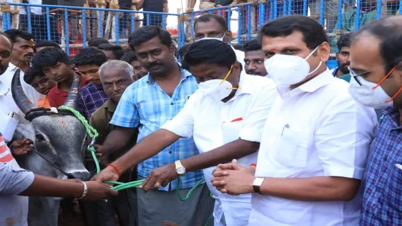 ஜல்லிக்கட்டு: செந்தில் பாலாஜியை திக்கு முக்காட வைத்த சசிகலாவின் காளை