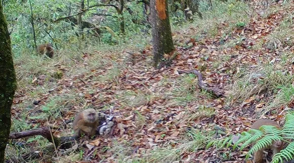newest mammal White Cheeked Macaque