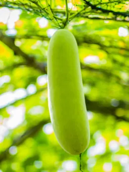 ash gourd 3 - unsplash (1)