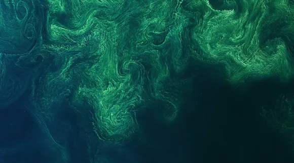 New tool enables early detection of cyanobacterial blooms in waterbodies