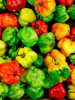capsicum 3 - unsplash (1)