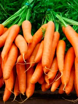 carrot 3 - unspalsh (1)