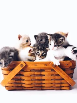 cat 1 - unsplash (1)