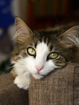 cat 5 - unsplash (1)