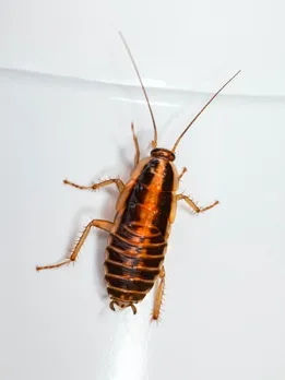 cockroach - unsplash (1)