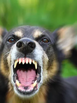 dog biting 4 - unsplash (1)