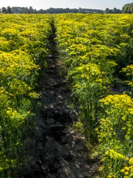 fennel seeds 4 - unsplash (1)