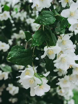 jasmine 5 - unsplash (1)