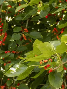 mulberry leaf 4 - unsplash (1)