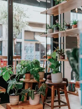 plants 8 - unsplash (1)