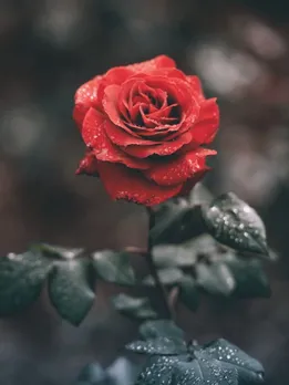 rose 3 - unspalsh (1)
