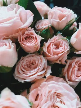 rose 4 - unsplash (1)