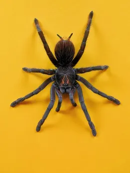 spider 3 - unsplash (1)