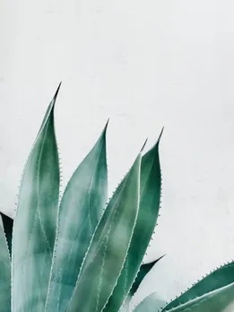 Aloevera 6 - Unsplash (1)