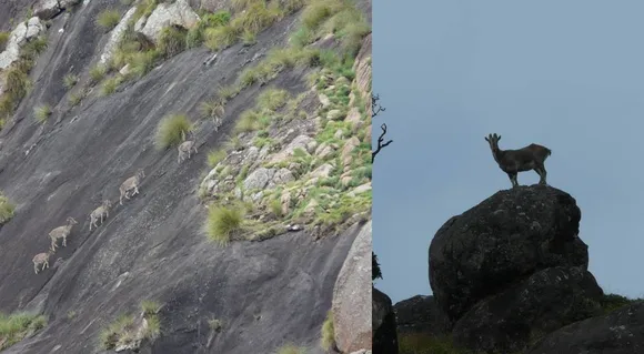 Project Nilgiri Tahr