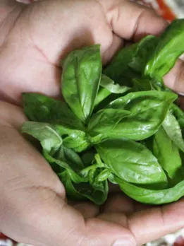 basil 2 - unsplash (1)