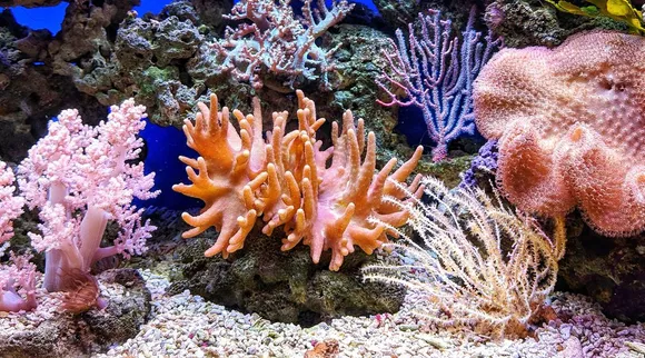 Corals Can Be trained to Tolerate Heat Stress