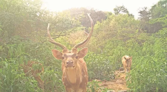 IIT Madras campus, IIT chennai, IIT Chennai campus, deer death in IIT chennai, சென்னை ஐஐடியில் மான்கள் பலி, செனை ஐஐடியில் ஆந்த்ராக்ஸ் நோக்கு மான் பலி, சென்னை ஐஐடியில் 4 மான்கள் பலி, சென்னை ஐஐடி வளாகம், deer death cause anthrax in chennai IIT