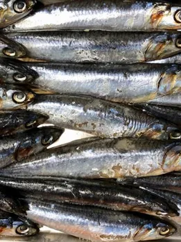 fish 1 - unsplash (1)