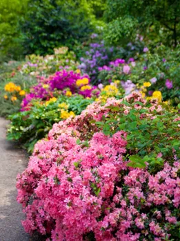 floral garden 1 - unspoalsh (1)