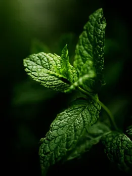 mint 3 - unsplash (1)