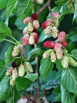 mulberry 3 - pixabay (1)