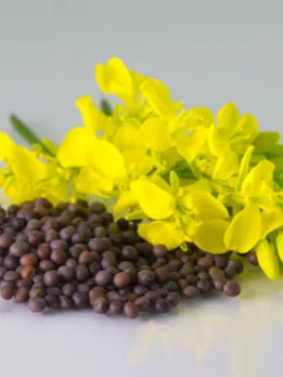 mustard 7 - unsplash (1)